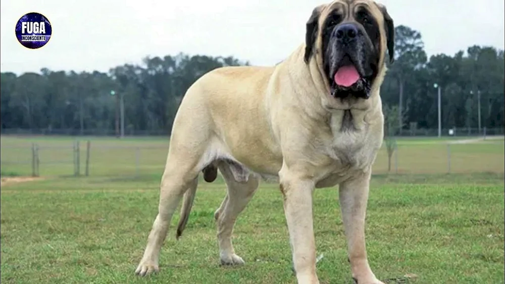 Englischer Mastiff
