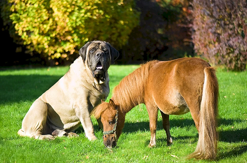 Englischer Mastiff