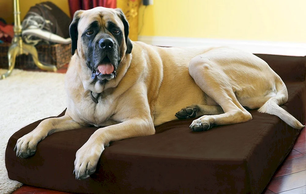 Neapolitanischer Mastiff Mastino
