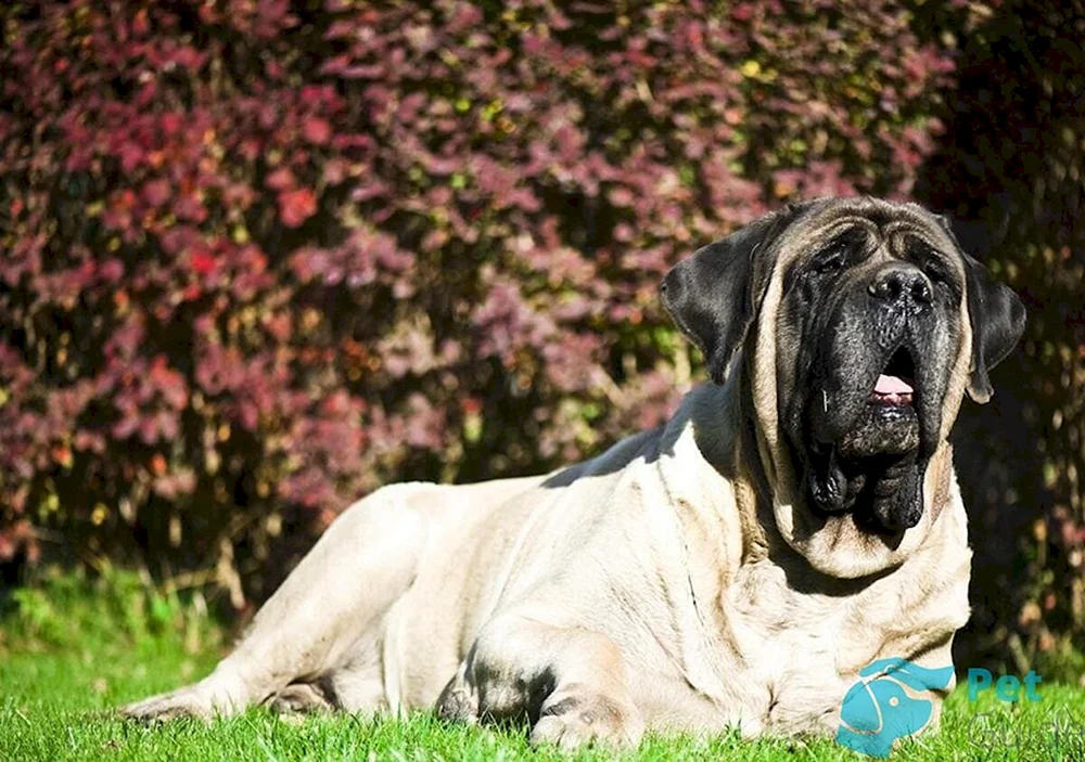 Englischer Mastiff