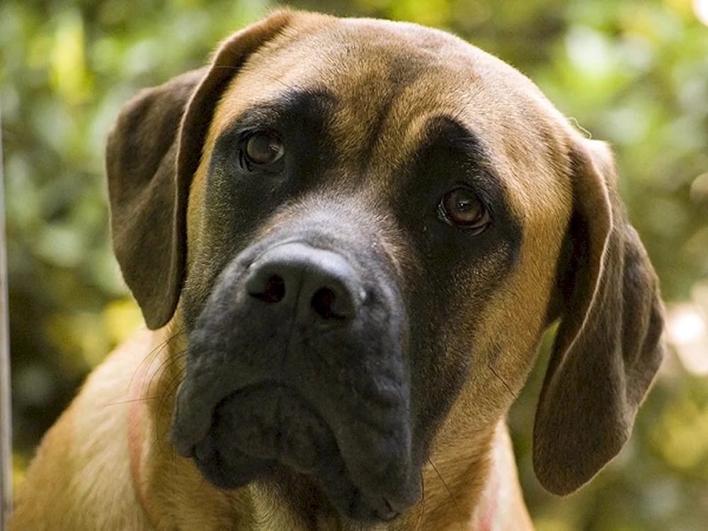 Englischer Mastiff