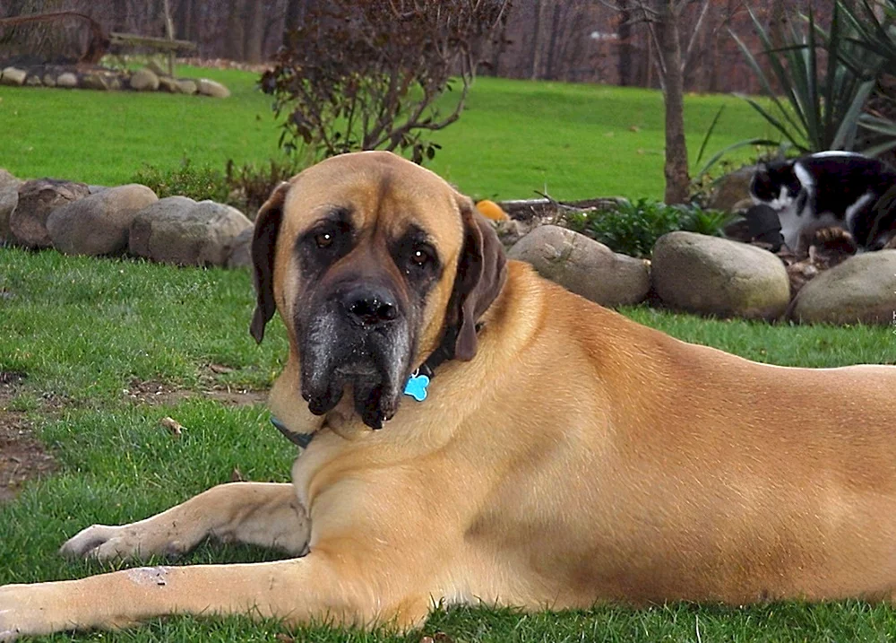 Dänischer Hund Zeus