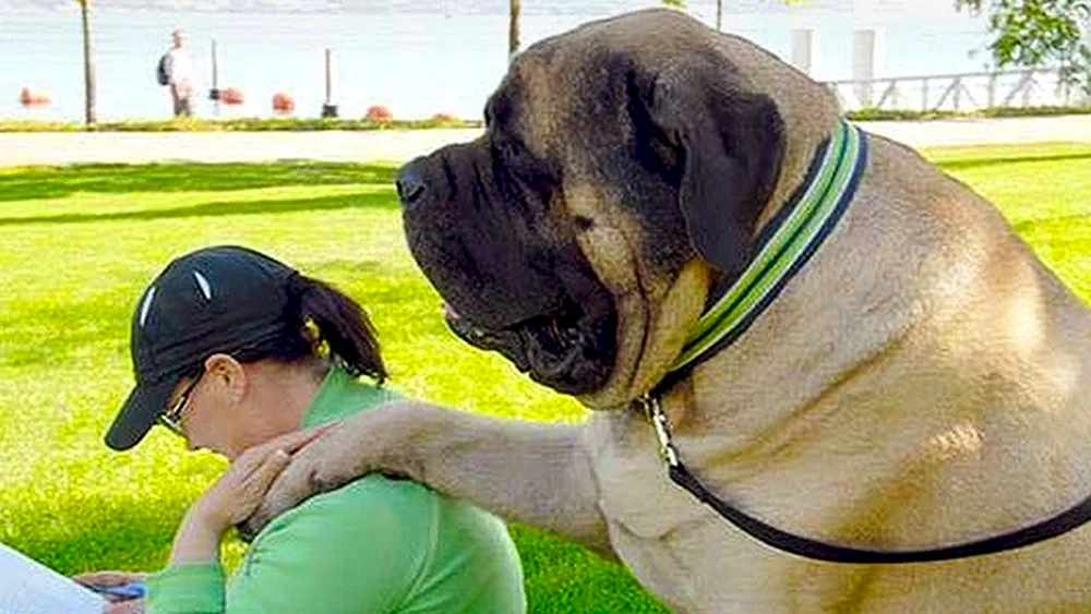 Englischer Mastiff