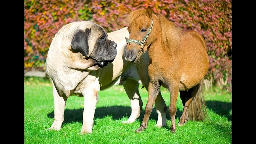 Neapolitanischer Mastiff Mastino
