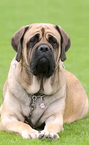 Englischer Mastiff