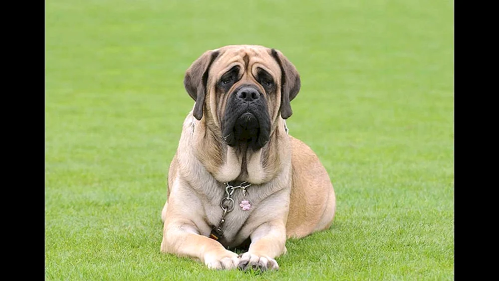 Englischer Mastiff