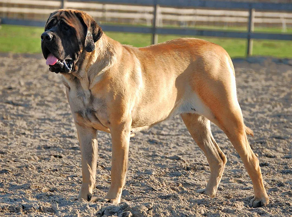 Englischer Mastiff