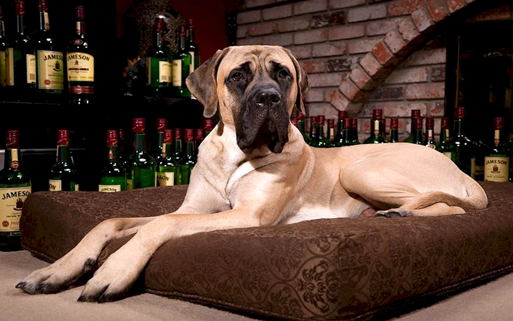 Königshund und Deutscher Hund