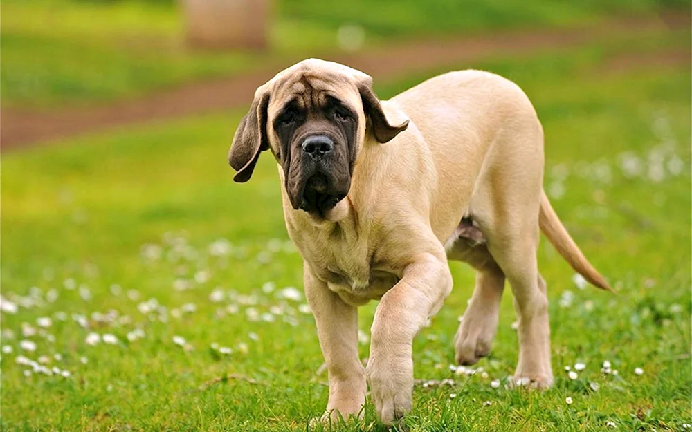 Englischer Mastiff