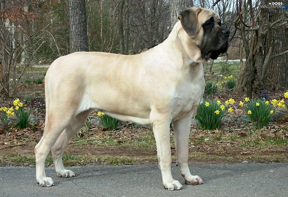 Englischer Mastiff