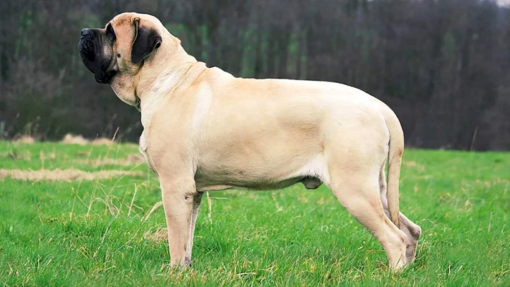 Englischer Mastiff