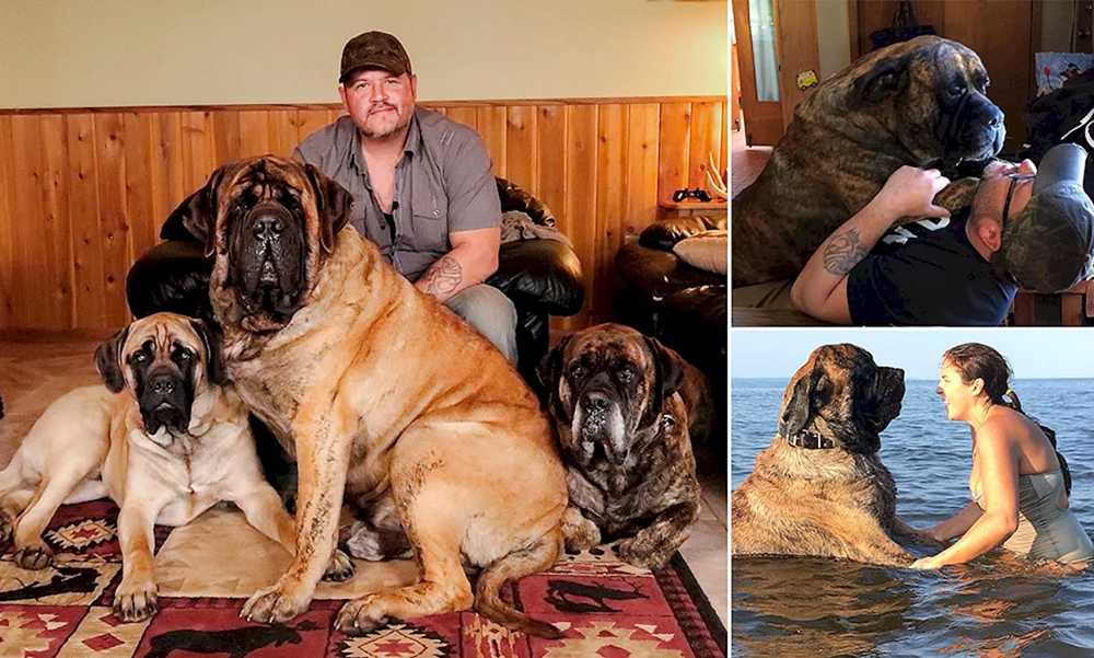 Englischer Mastiff Aikama Zorba