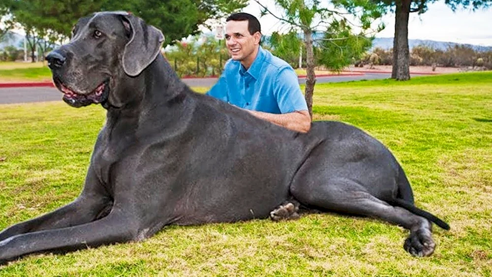 Englischer Mastiff