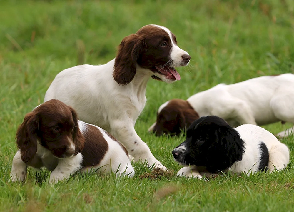 Englischer Springerspaniel. spaniel