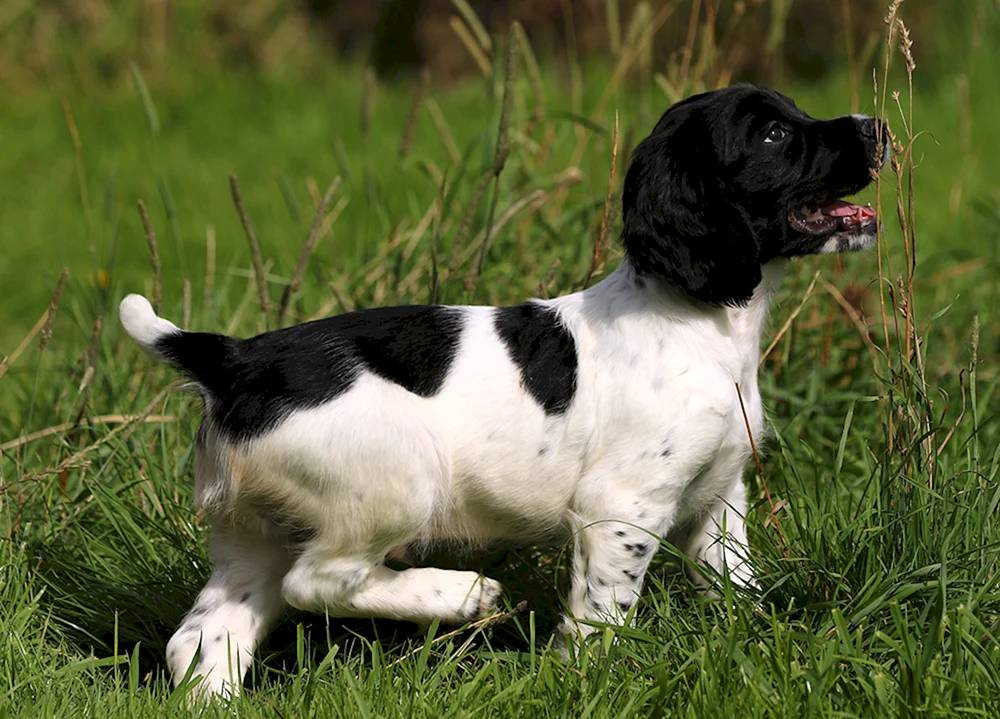 Russischer Cockerspaniel schwarz