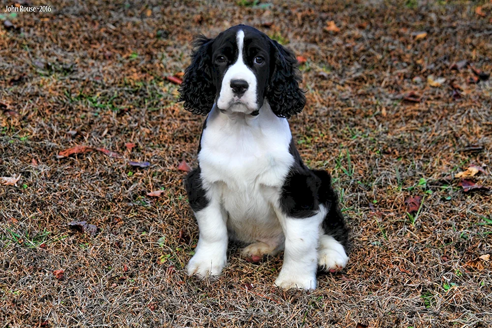 Englischer Springer- spaniel