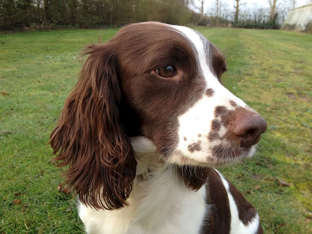 Russischer Springer Spaniel