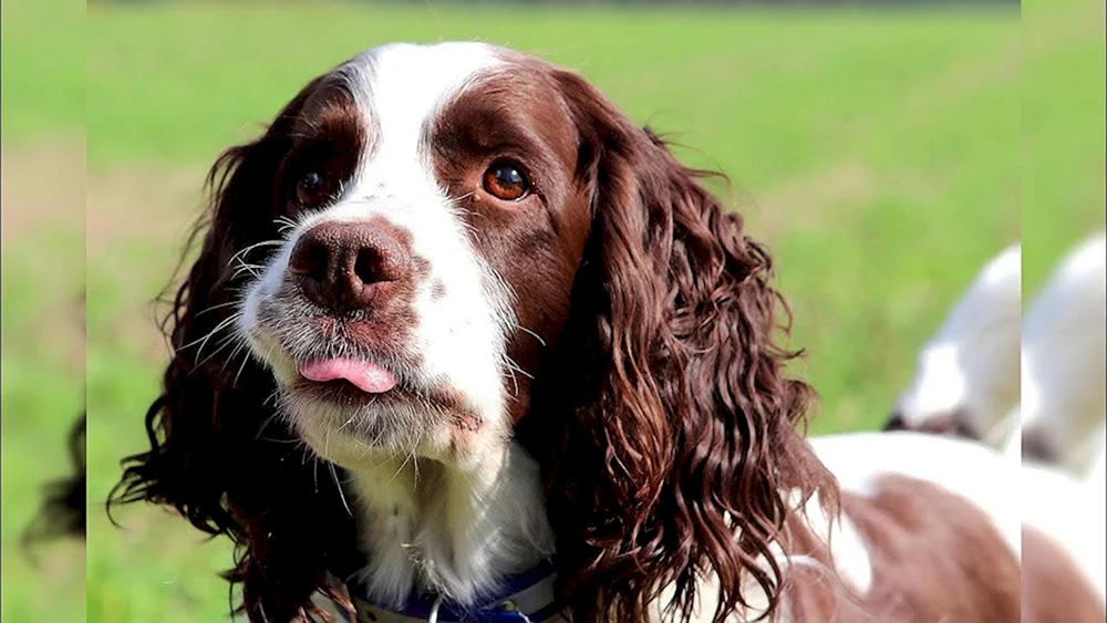 Englischer Springer spaniel