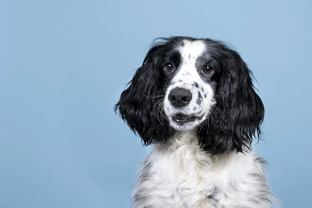 Englischer Springerspaniel schwarz-weiß