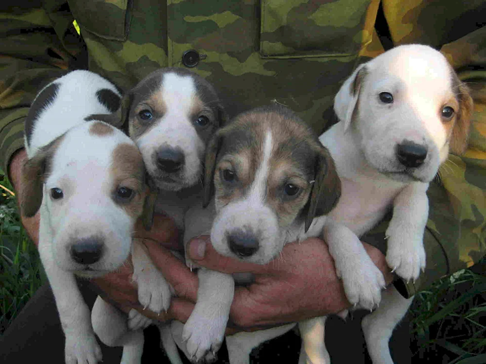 Anglo Russischer Windhund