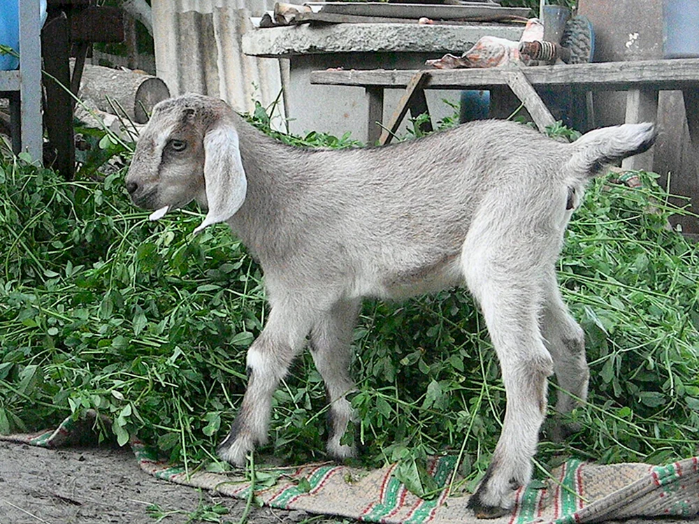 Nubische Ziege