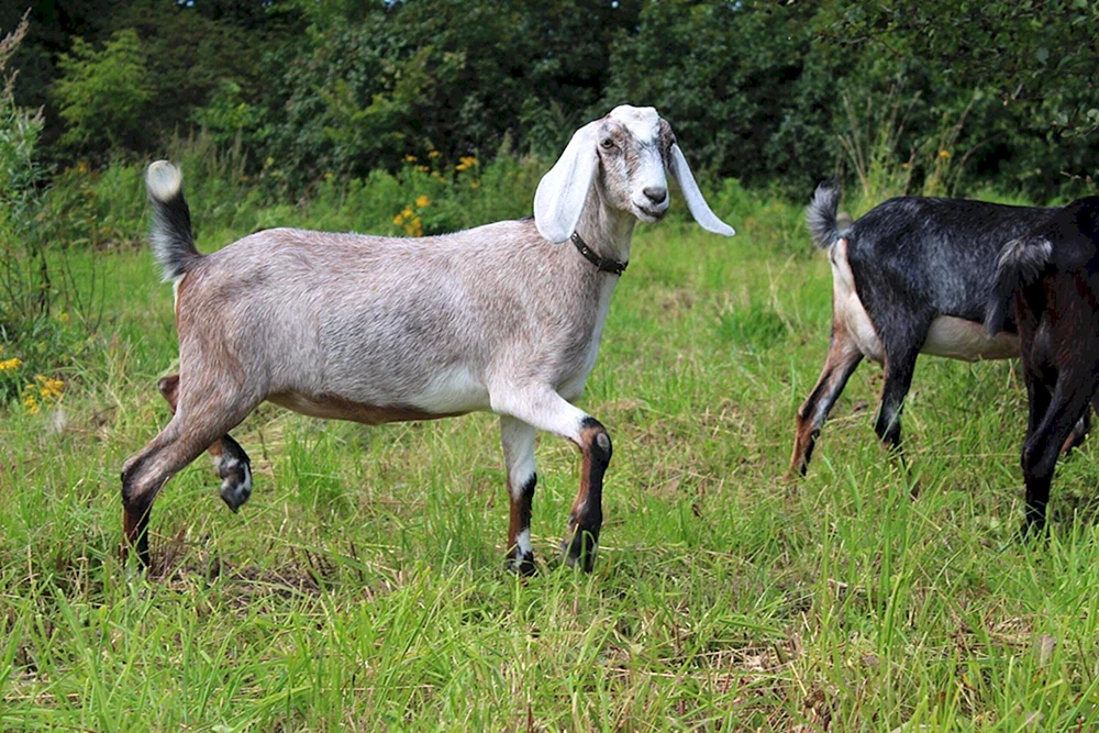 Nubische Ziege