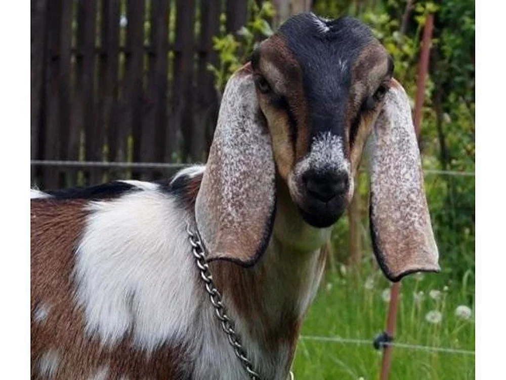 Nubische Ziege