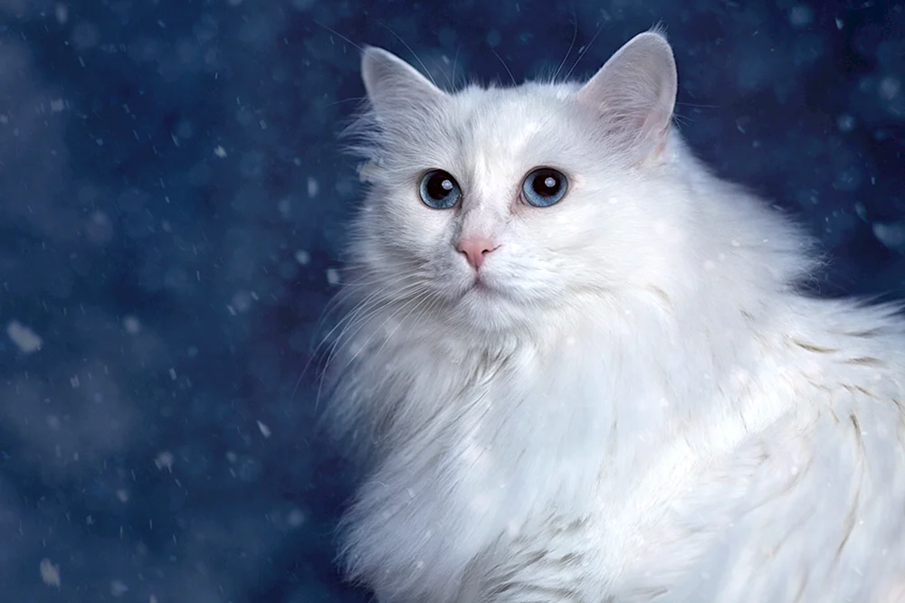 Angora Katze