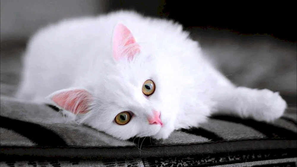 Angora Katze