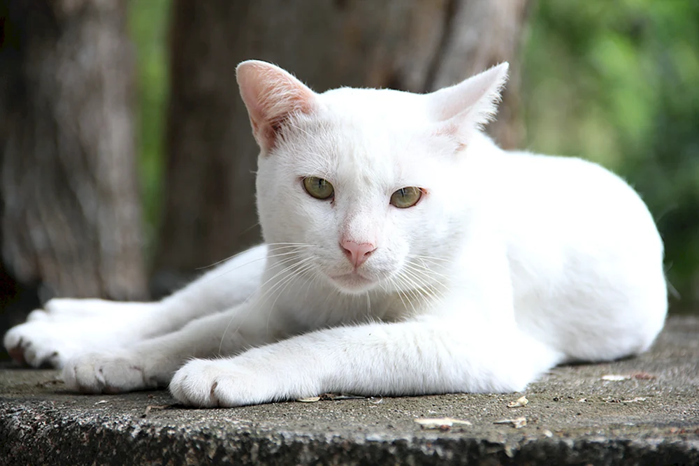 Angorakatze albino