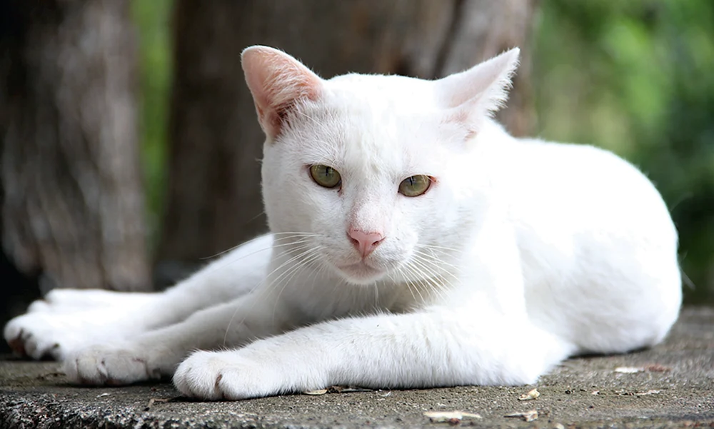 Angora Albinokatze