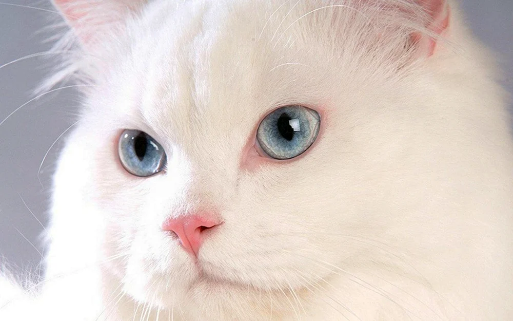 Angora Albinokatze