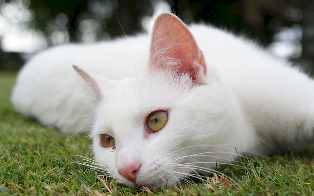 Türkische Angorakatze kurzhaarig Katze