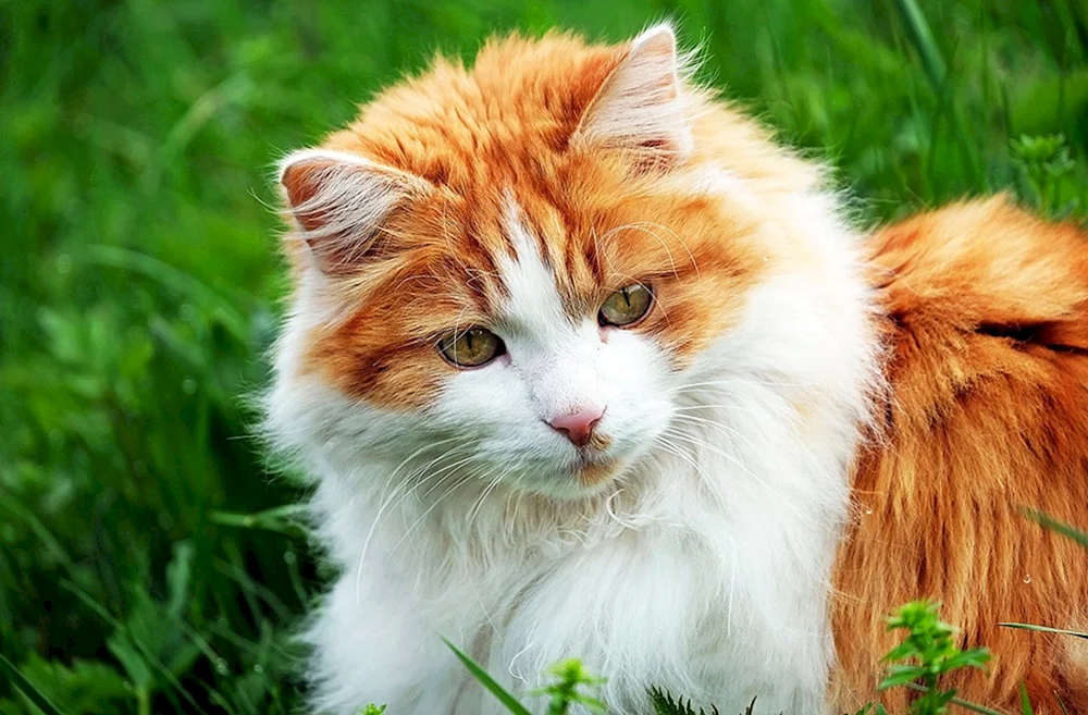 Bengalische Kurzhaarkatze rot