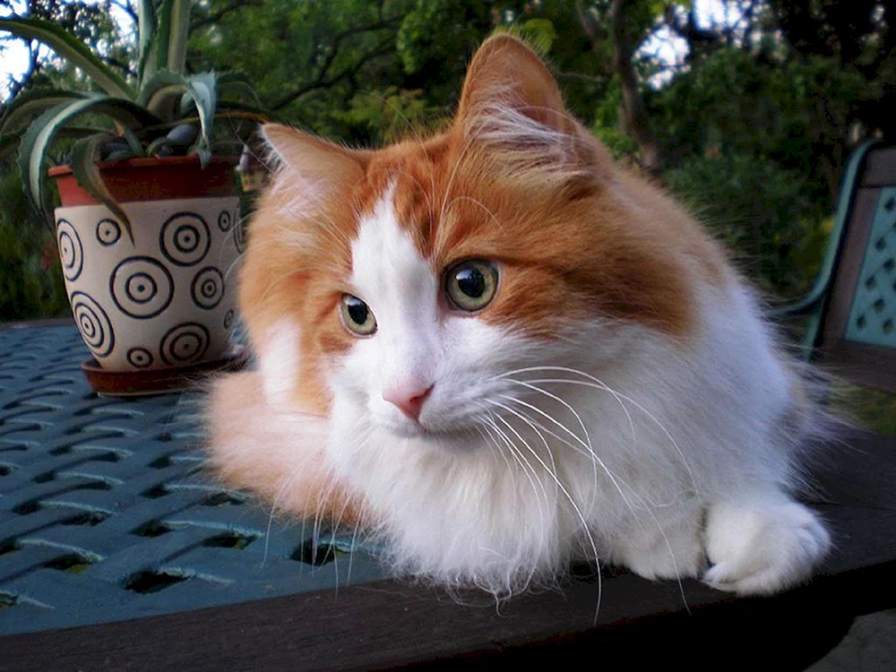 Angorian Tricolour-Katze