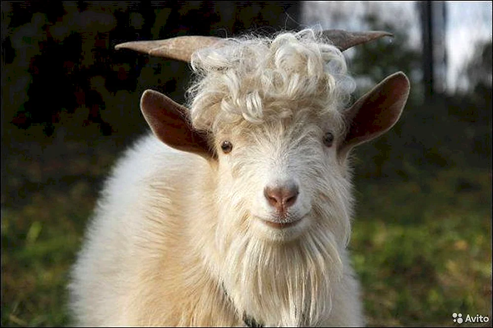 Angora Ziege