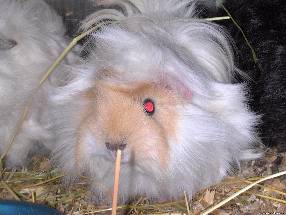 Syrischer Angorahamster Hamster