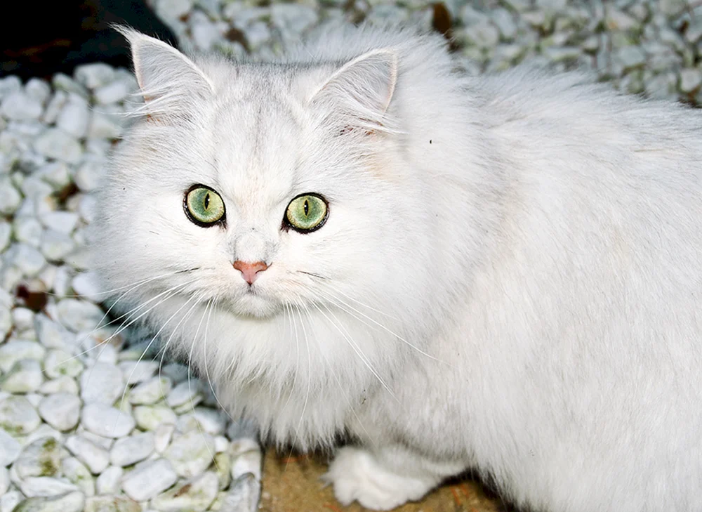 Anatolische Katze weiß