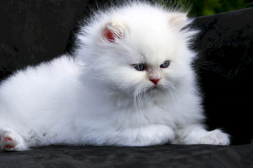 Angora Chinchilla Katze