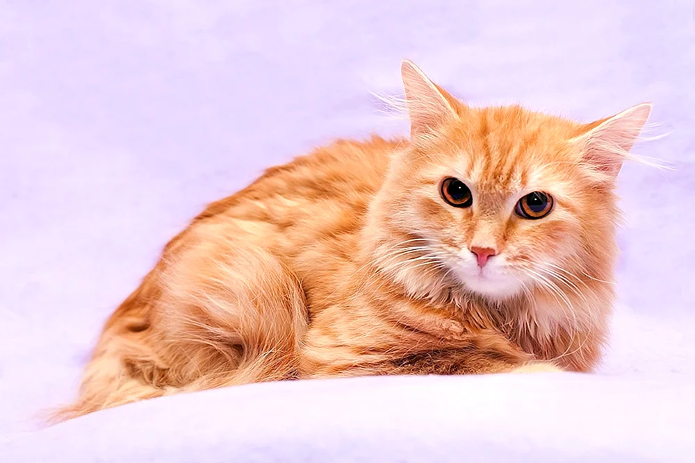 Angora Sibirische Katze rot