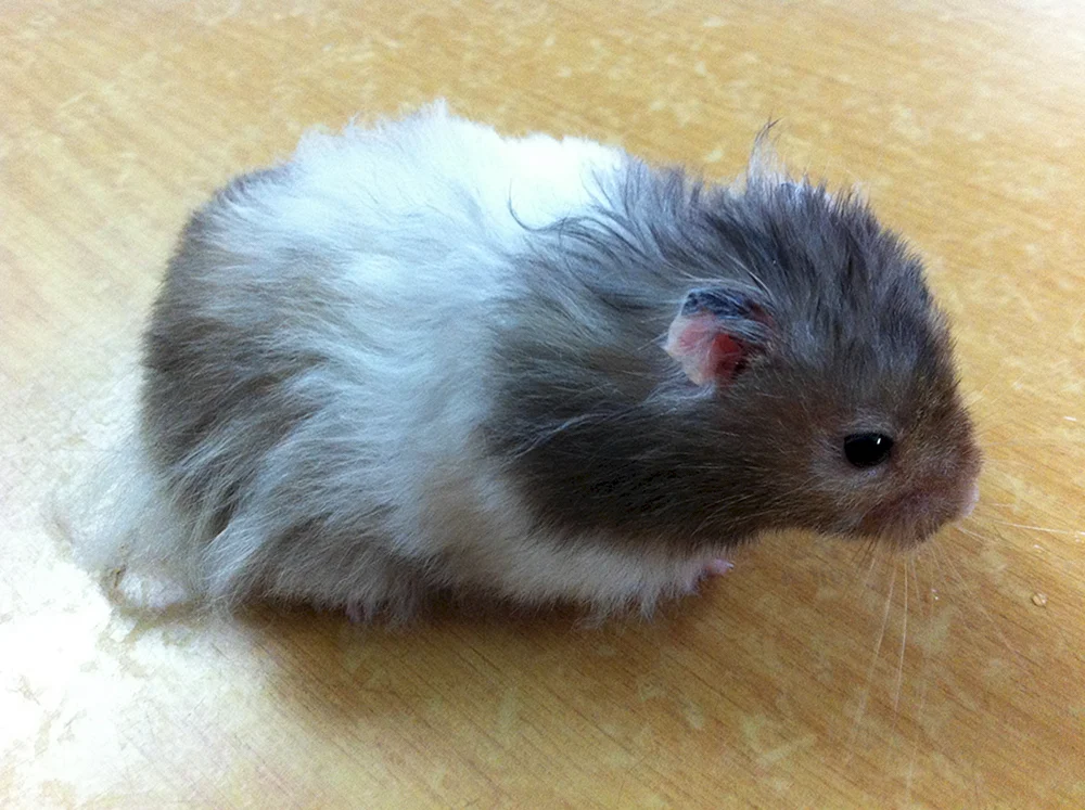 Syrischer Hamster Präsentationshintergrund schwarz Hamster