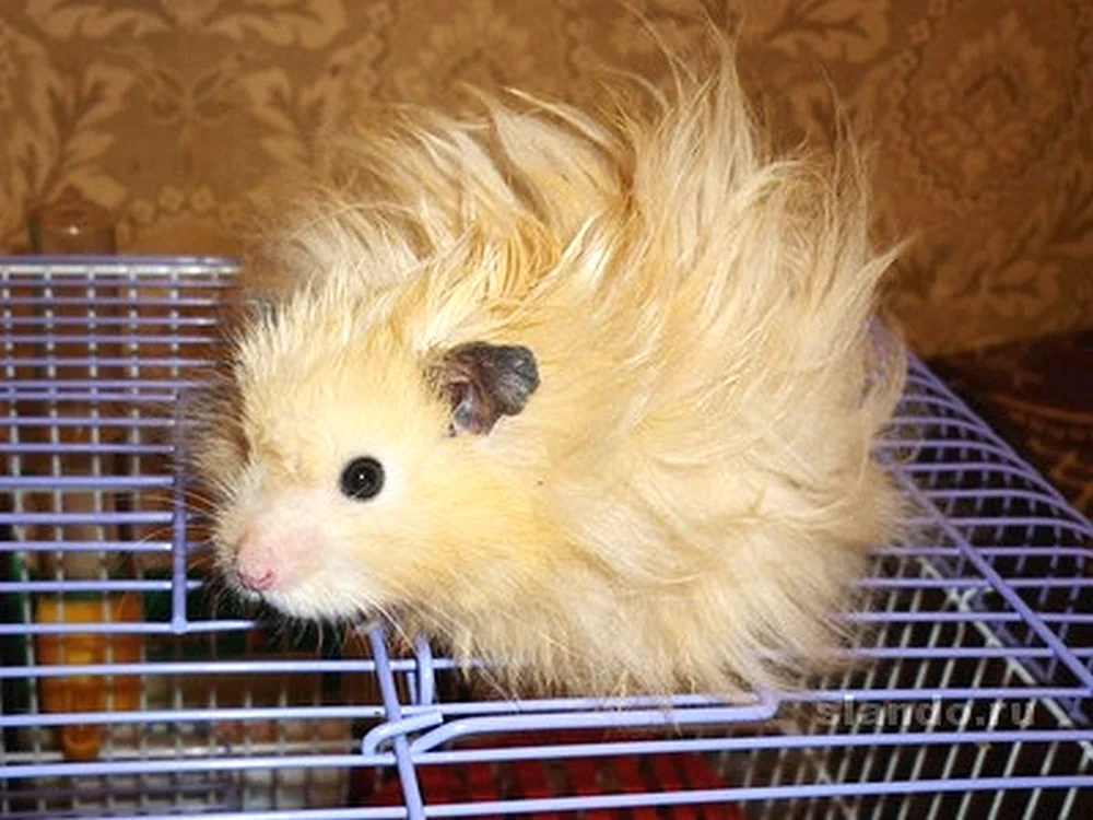 Syrischer Angorahamster