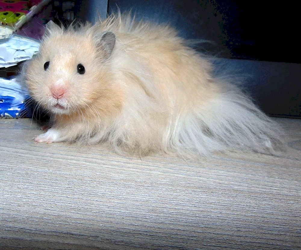 Angora Syrischer Hamster