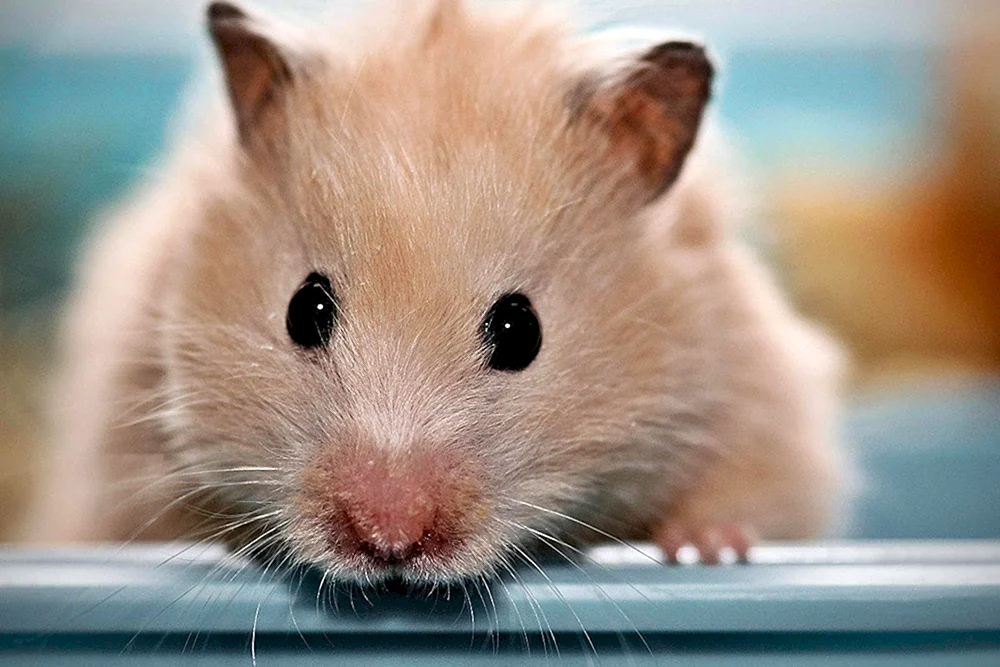 Syrischer Langhaarhamster