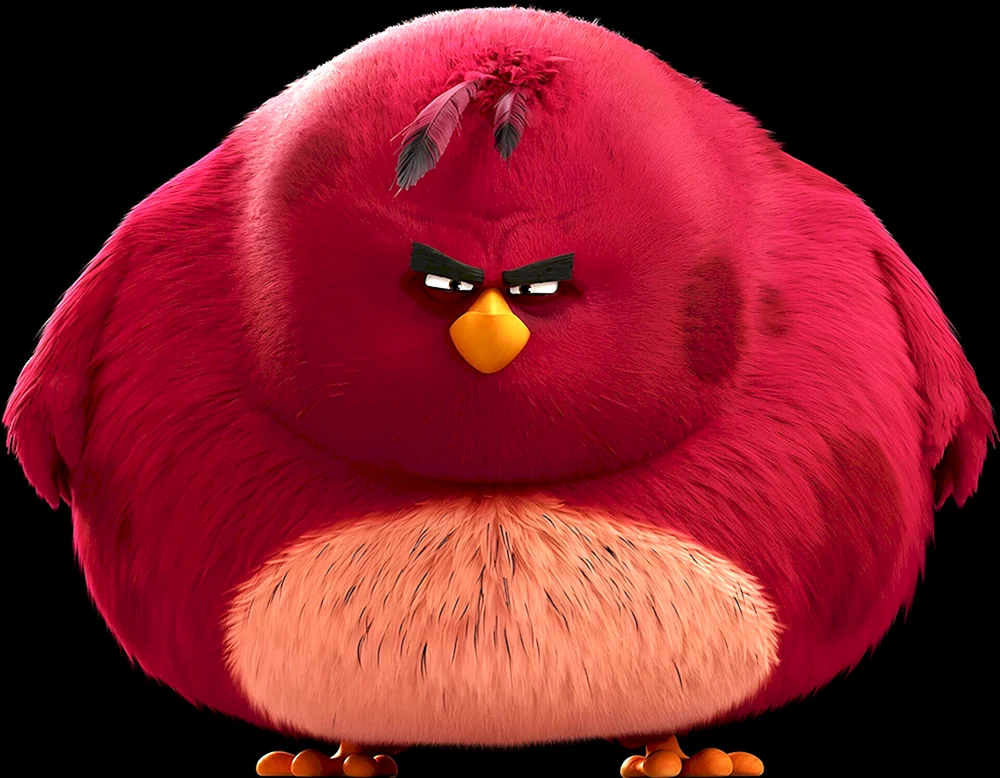 Zornvogel Terence