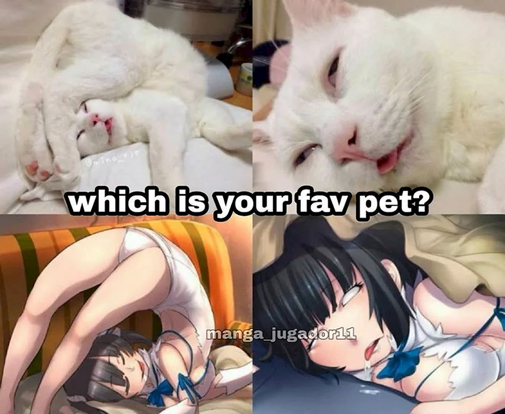 Lustige Katzen