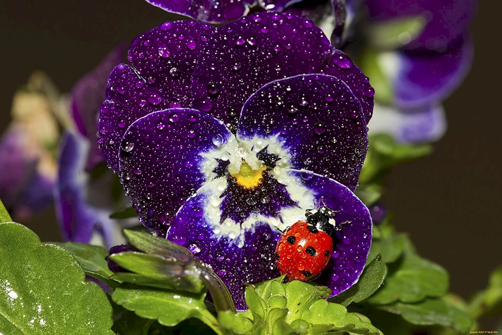 Pansy Blumen