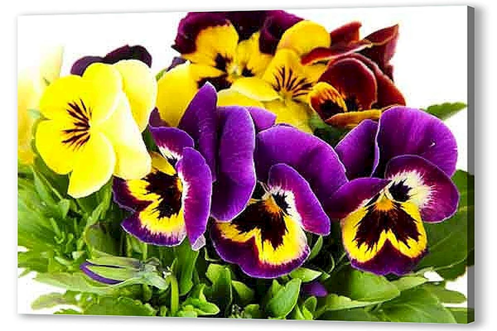 Pansy eye flowers