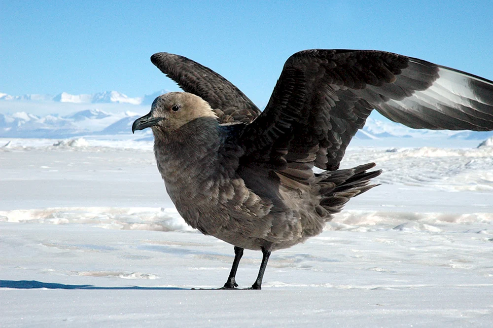 Pinguine in der Antarktis