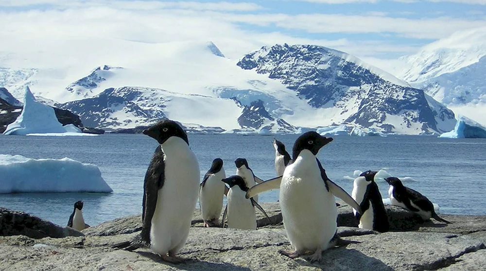 Pinguine Südpol
